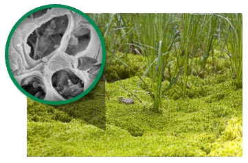Up close image of natural peat moss showing the internal micro pores that make it versatile for spill control.