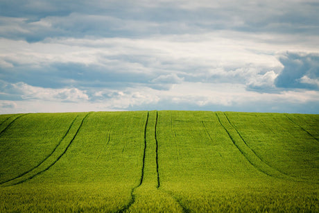 Barley field with blue skies, agriculture and farmland 