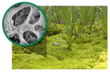 Up close image of natural peat moss showing the internal micro pores that make it versatile for spill control. 
